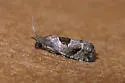 Brighton's Epiblema - Hodges#3203 - photo 5