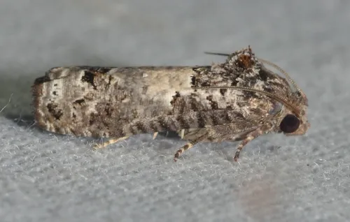 Gray-blotched Epiblema - Hodges#3192