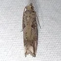 Epiblema chromata - Hodges#3174.2