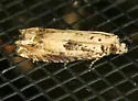 Epiblema chromata - Hodges#3174.2 - photo 2