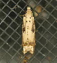 Epiblema chromata - Hodges#3174.2 - photo 3