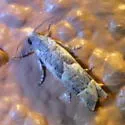 Epiblema cimarronensis - Hodges#3180.1