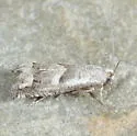 Epiblema cimarronensis - Hodges#3180.1 - photo 2