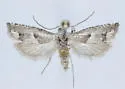 Epiblema cimarronensis - Hodges#3180.1 - photo 3