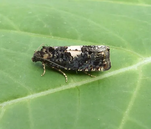 Epiblema cirsiana