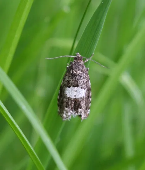 Epiblema cirsiana - photo 2