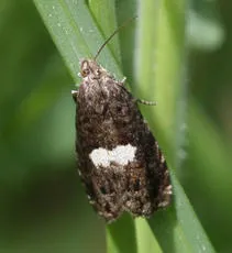 Epiblema cirsiana - photo 5