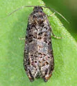 Epiblema coracinana - Hodges#3198.1 - photo 3