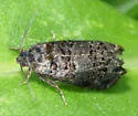 Epiblema coracinana - Hodges#3198.1 - photo 4