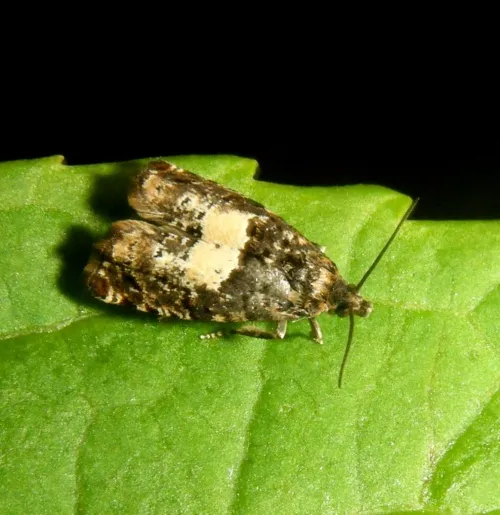 Epiblema costipunctana - photo 2