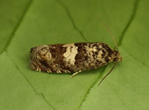 Epiblema costipunctana - photo 3