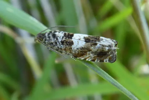 Epiblema costipunctana - photo 4