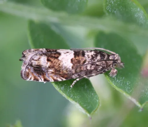 Epiblema costipunctana - photo 5