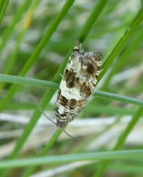 Epiblema costipunctana - photo 6