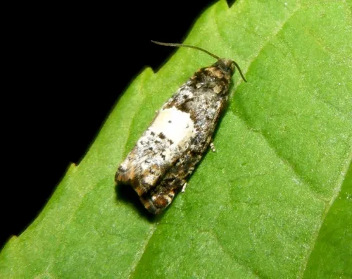 Epiblema costipunctana - photo 7