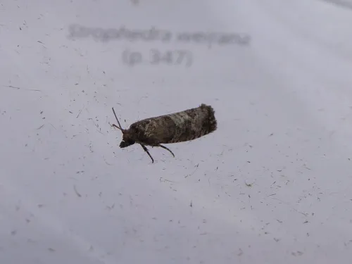 Epiblema costipunctana - photo 8