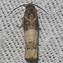 Epiblema desertana - Hodges#3190 - Epiblema desertana