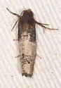 Epiblema desertana - Hodges#3190 - photo 5