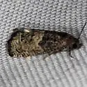 Epiblema discretivana - Hodges#3188 - photo 2