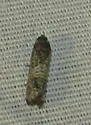 Epiblema discretivana - Hodges#3188 - photo 3