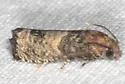 Epiblema discretivana - Hodges#3188 - photo 4