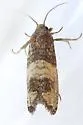 Epiblema discretivana - Hodges#3188 - photo 5