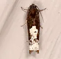 Epiblema dorsisuffusana - Hodges#3206 - photo 2
