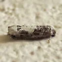 Epiblema dorsisuffusana - Hodges#3206 - photo 3