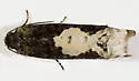 Epiblema dorsisuffusana - Hodges#3206 - photo 4