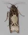 Epiblema dorsisuffusana - Hodges#3206 - photo 5