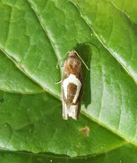 Epiblema foenella - photo 2