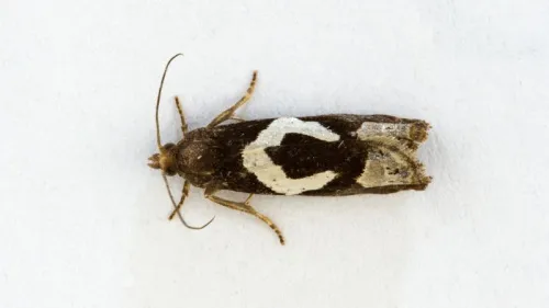 Epiblema foenella - photo 3