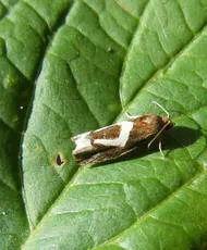 Epiblema foenella - photo 4