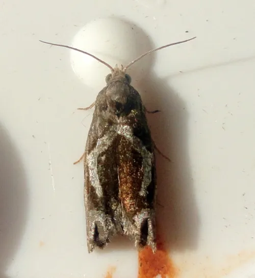 Epiblema foenella - photo 5