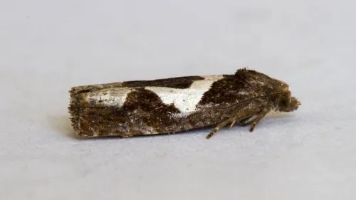 Epiblema foenella - photo 6