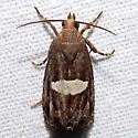 Gibson's Epiblema - Hodges#3207.2 - photo 2
