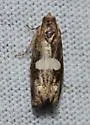 Gibson's Epiblema - Hodges#3207.2 - photo 3