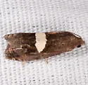Gibson's Epiblema - Hodges#3207.2 - photo 5
