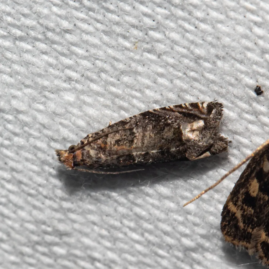 Epiblema glaseri - Hodges#3183.1 - photo 2