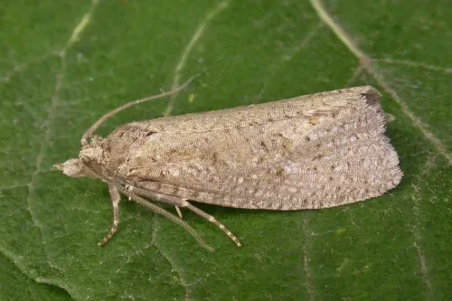 Epiblema grandaevana - Epiblema grandaevana