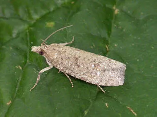 Epiblema grandaevana - photo 2