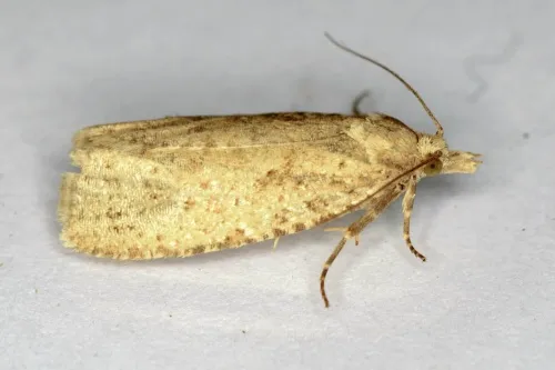 Epiblema grandaevana - photo 3