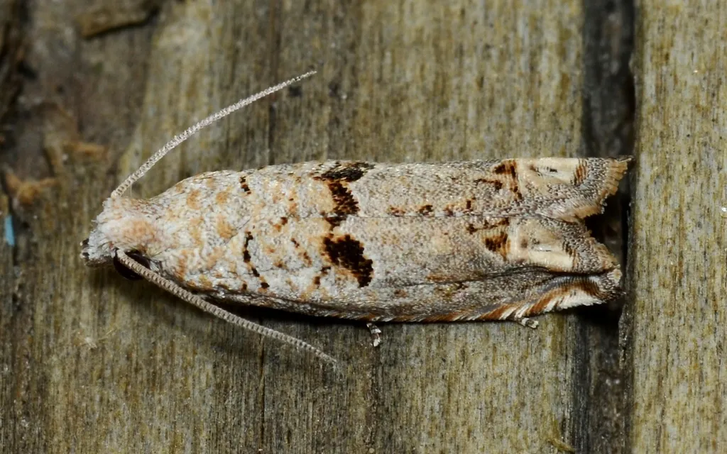 Epiblema grossbecki - Hodges#3175 - photo 2