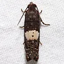 Epiblema infelix - Hodges#3201 - photo 2