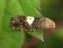 Epiblema infelix - Hodges#3201 - photo 3