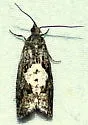 Epiblema infelix - Hodges#3201 - photo 5
