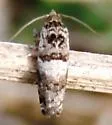 Epiblema iowana - Hodges#3198