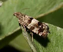 Epiblema iowana - Hodges#3198 - photo 3