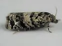 Epiblema iowana - Hodges#3198 - photo 4