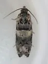 Epiblema iowana - Hodges#3198 - photo 5